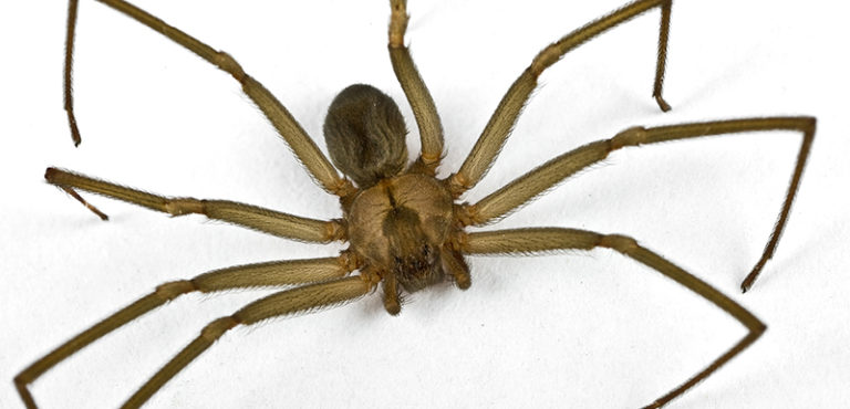 Brown Recluse Spider Ladybug Services